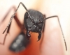 Camponotus5