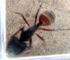 Camponotus gaster