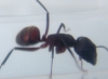 Camponotus perfil