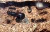 Camponotus Cruentatus