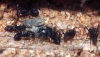 Camponotus Cruentatus