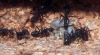 Camponotus Cruentatus