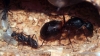 Camponotus Cruentatus
