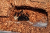 Camponotus en el Antcork
