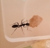 Camponotus Cruentatus 2