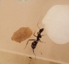 Camponotus Cruentatus 4