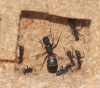Camponotus Cruentatus