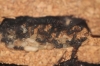 Cruentatus