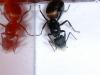 Reina Camponotus cruentatus