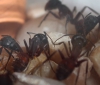 camponotus major