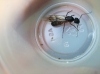 Alada cruentatus