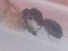 trofalaxis