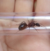 Camponotus cruentatus 2