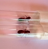 Camponotus cruentatus