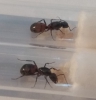 Camponotus cruentatus