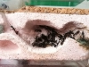 Colonia Camponotus Cruentatus