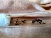 Camponotus cruentatus