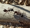 Identificacin: Camponotus Cruentatus?