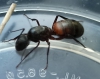 Reina Camponotus Cruentatus?