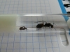 Camponotus cruentatus