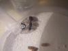 creo que Camponotus