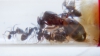cc6