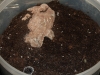 C.cruentATUS 6