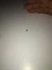 Ayuda a identificar