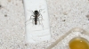 Camponotus2