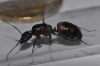 Camponotus duda