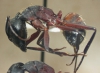 cruentatus