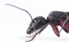 Reina Camponotus cruentatus