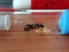 Reina Pilicornis