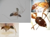 Camponotus pilicornis ?
