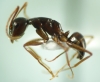 Camponotus sp