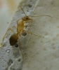 Camponotus pilicornis de mi herculaneus