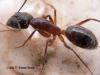 media Camponotus pilicornis