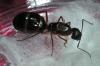 !Camponotus pilicornis