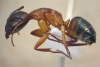 C. pilicornis