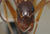 C. pilicornis