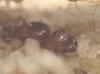 reina Pheidole pallidula
