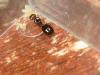 mi primera nurse pheidole de este a�o
