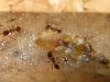 Nurses Pheidole pallidula comiendo lepisma