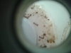 Cria Pheidole