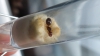 pheidole1_2