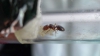 pheidole2_4