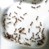 Pheidole pallidula