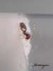 Pheidole pallidula 3
