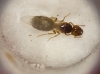 !Pheidole?