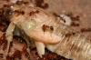 Cigarra y pheidole